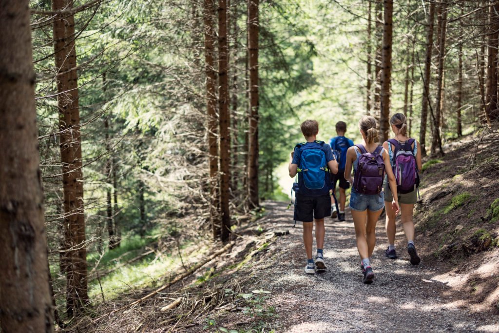 Four hikers walking along a sunlit forest trail surrounded by towering trees